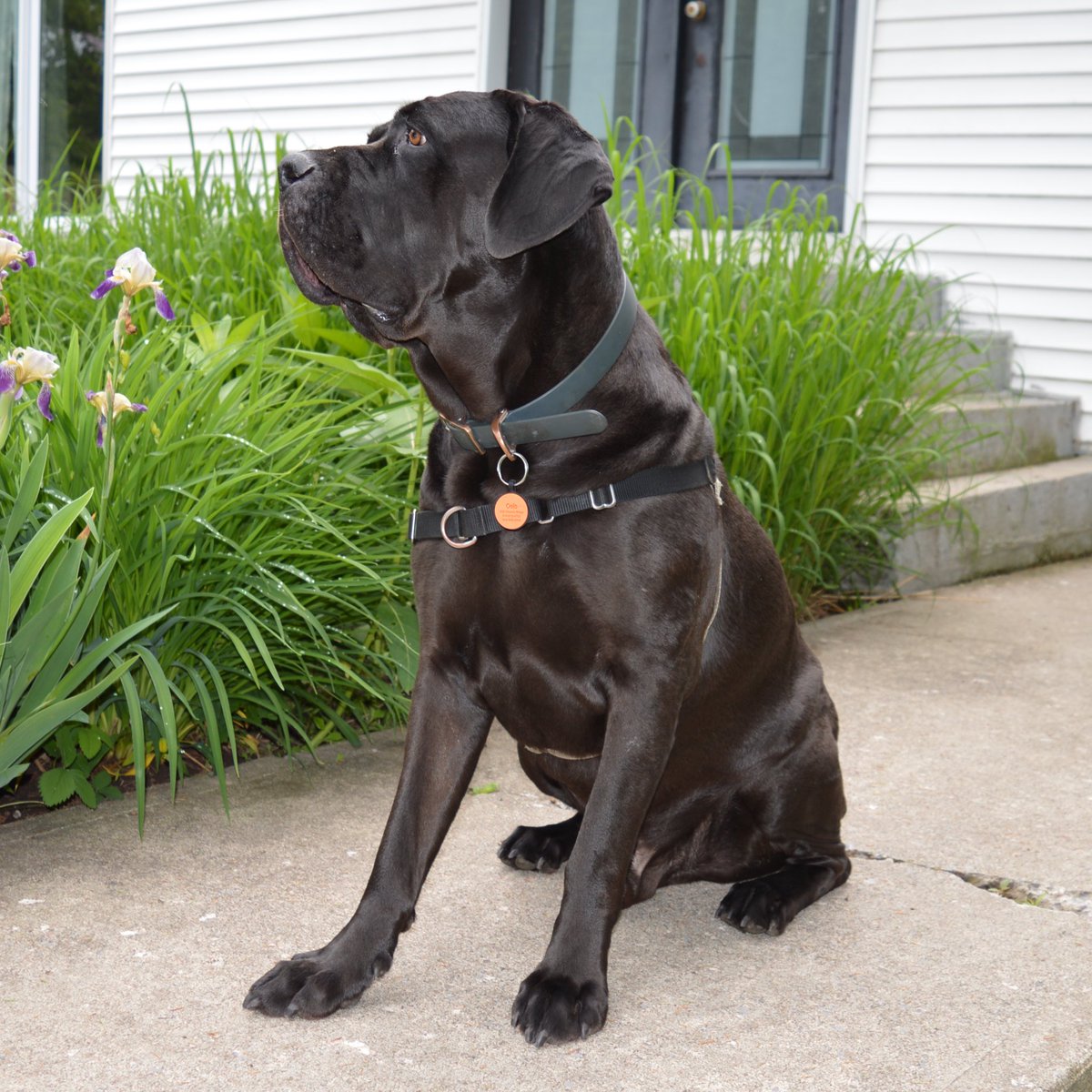 While Oslo is waiting for Santa ‘Paws’ to bring gifts on his doorstep, make sure you order by Dec. 17 to guarantee delivery before Christmas! 🎄

#getsili