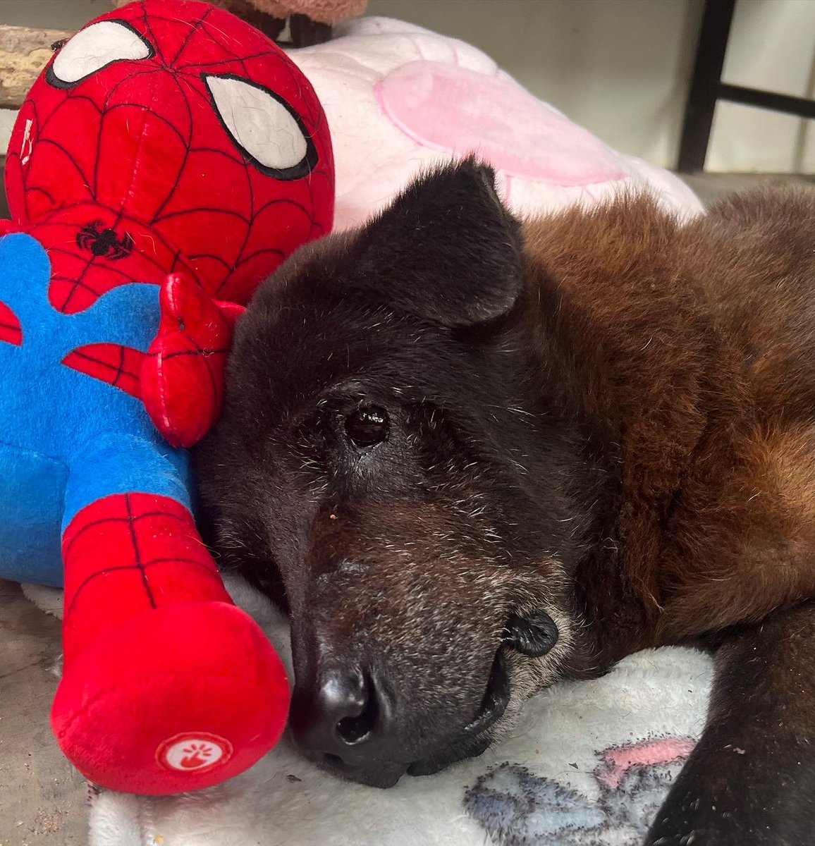 Every dog I encounter teaches me a life lesson. Tonight it was the oldest and sickest dog of all… Giuseppe 🥰⏰