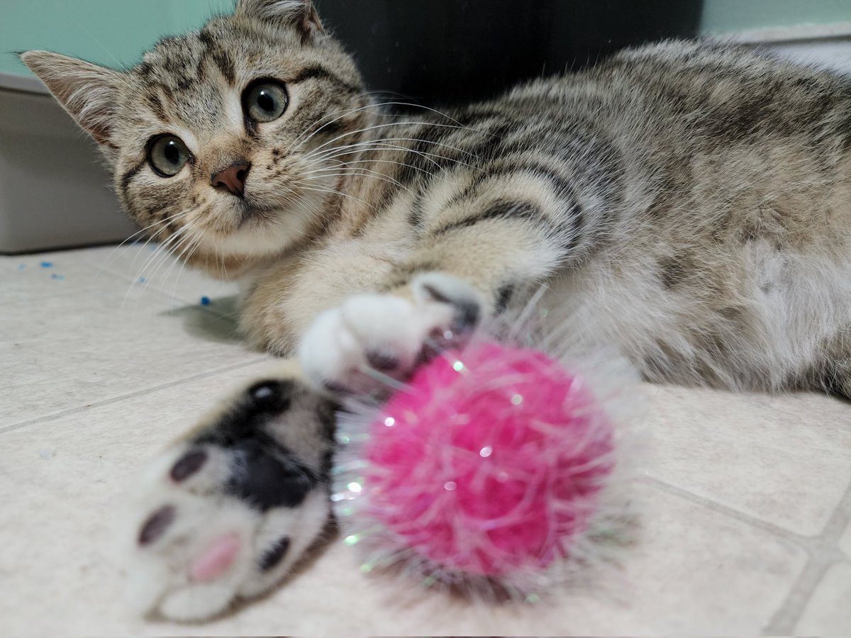 B1844Constance's tweet photo. This is Mina.

#kittens #CatsOfTwitter #baby https://t.co/PZzcU4SrYx