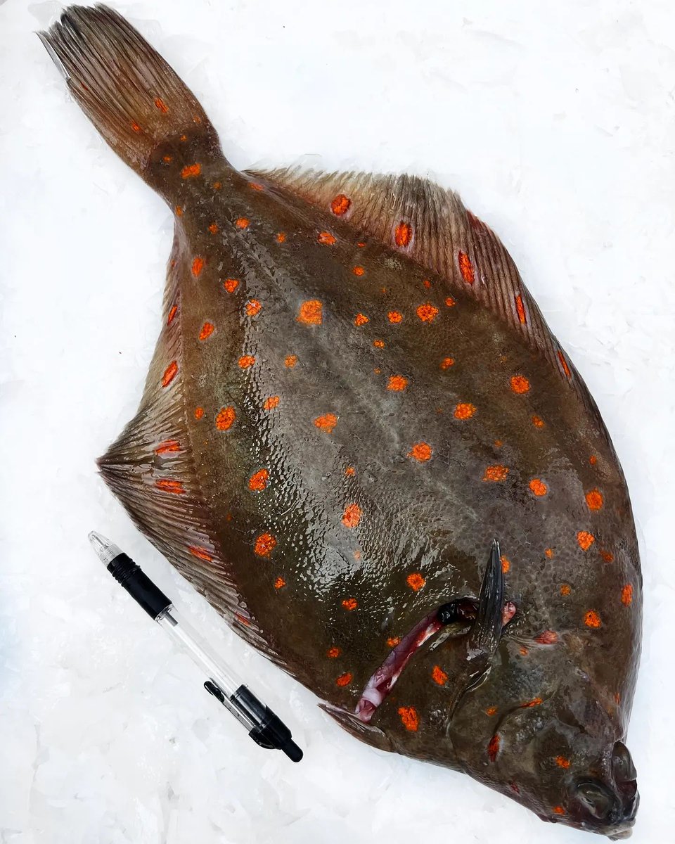 A fine example of our Large Brixham Plaice 💥 ... next to a pen for reference!