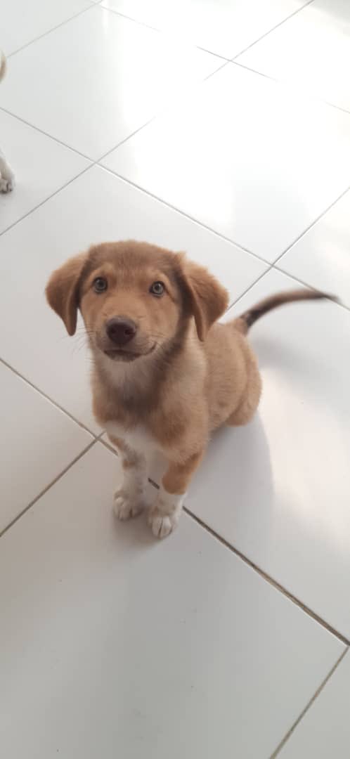 KSARshelter's tweet photo. Woof-noon #KSARpack! Terrance reporting once again from #Kabul.
As you know, #KSAR management can get very creative with names. I’m not one (Duh!) to have favourites but here’s my top four.
Meet my awesome buddies: Dynamite, Chewy, Black Adder and Bubbles 🫧
#RescueDogs #Dogs https://t.co/GUa0TOEk71
