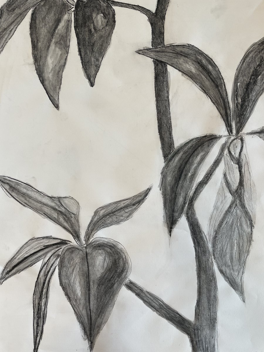 These charcoal illustrations of plants from Art 4 are beautiful examples of how to blend charcoal with water! <a href="/MonticelloHigh/">Monticello High</a> @bethcosta6 <a href="/ACPSFineArts/">ACPS Arts</a>  #acps #artsed #charcoal