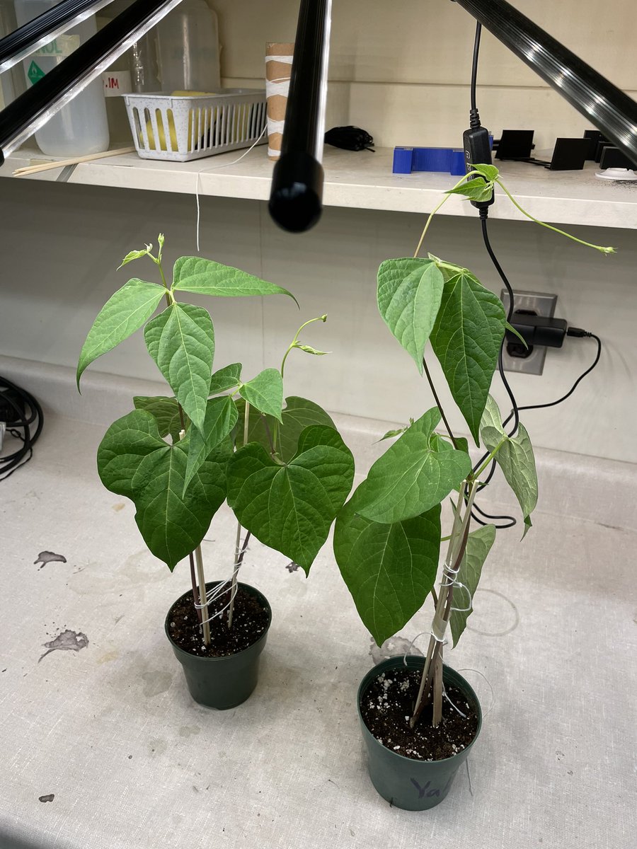 The plants are thriving! Which factor do you think will help our plants grow the tallest: light colour, nutrient type, amount of fertilizer, or water temperature?
