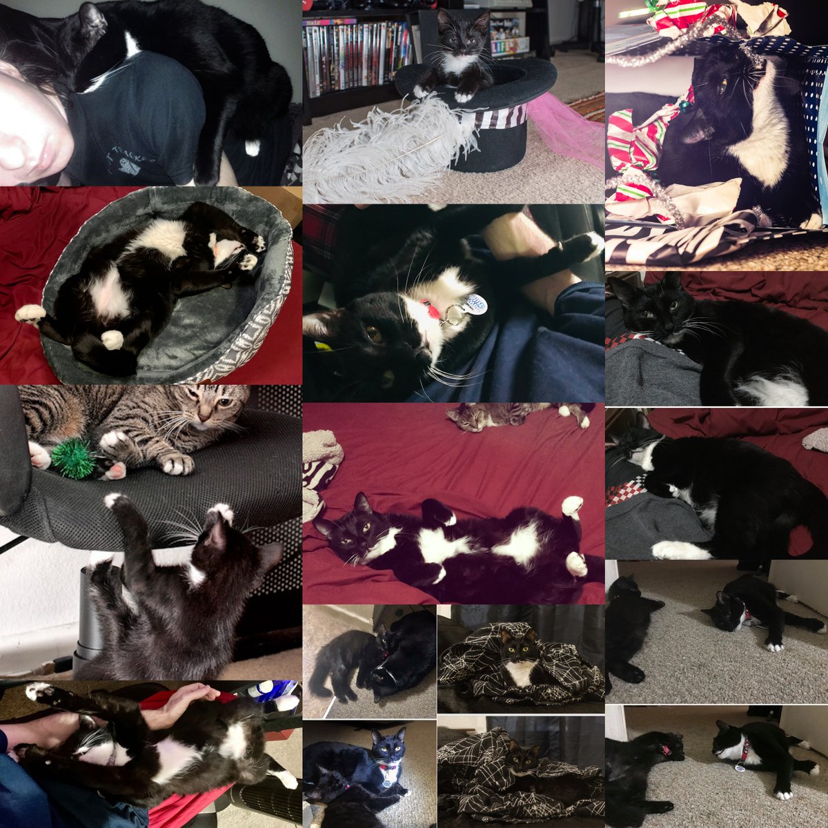 Shisha, 2011-2022. Lots of photos to remember him by. He was a sweet boy. 💜