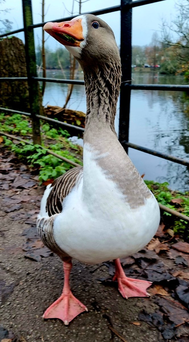 Maverick was floating around somewhere... #Goose #TopGun #CityLifeCardiff