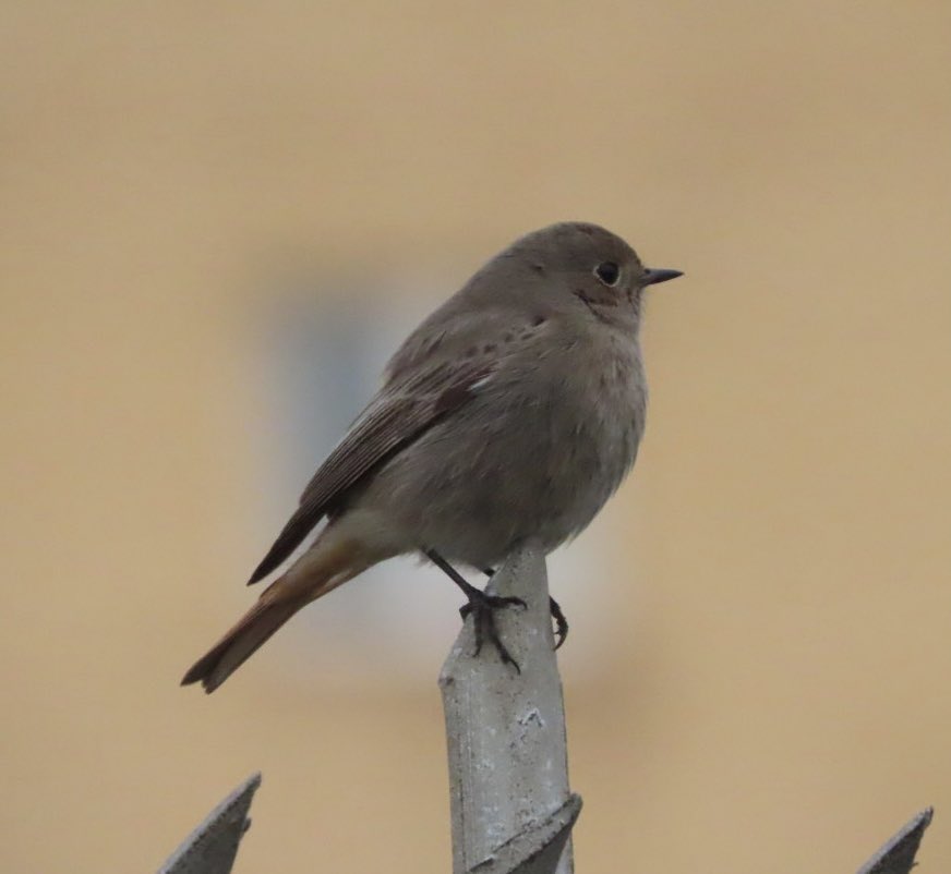 Jon Belcher tweet media