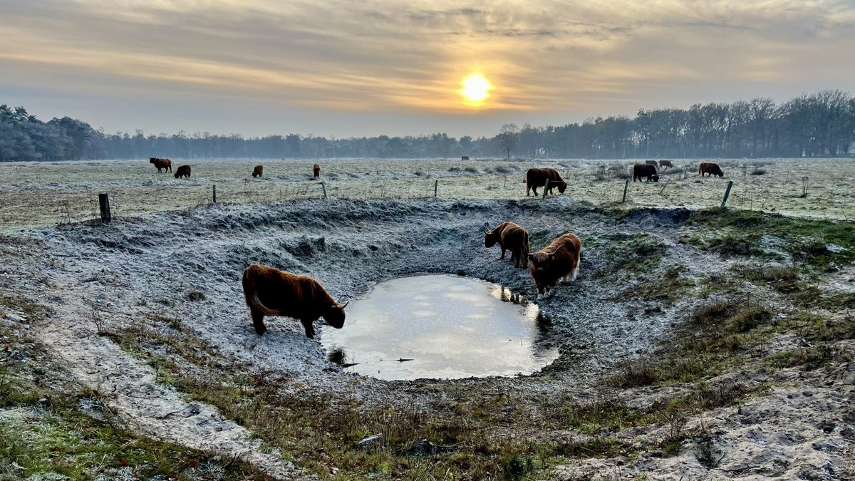 Wintertafereel #Sprengenberg #SchotseHooglander <a href="/NationaalParksh/">Sallandse Heuvelrug</a> @Natuurmonument <a href="/volgdenatuur/">volg de natuur</a> #sunset #sunsetphotography #animalcare #winter