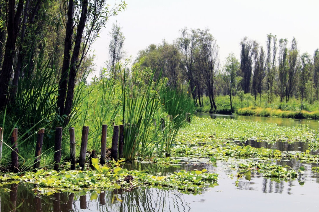 MotherEarthNews's tweet image. Interested in aquaponics without all the work, lights, and plastic to get it set up? Learn more about natural pond aquaponics below! 

motherearthnews.com/organic-garden…

#aquaponics #growfood #growingsystems