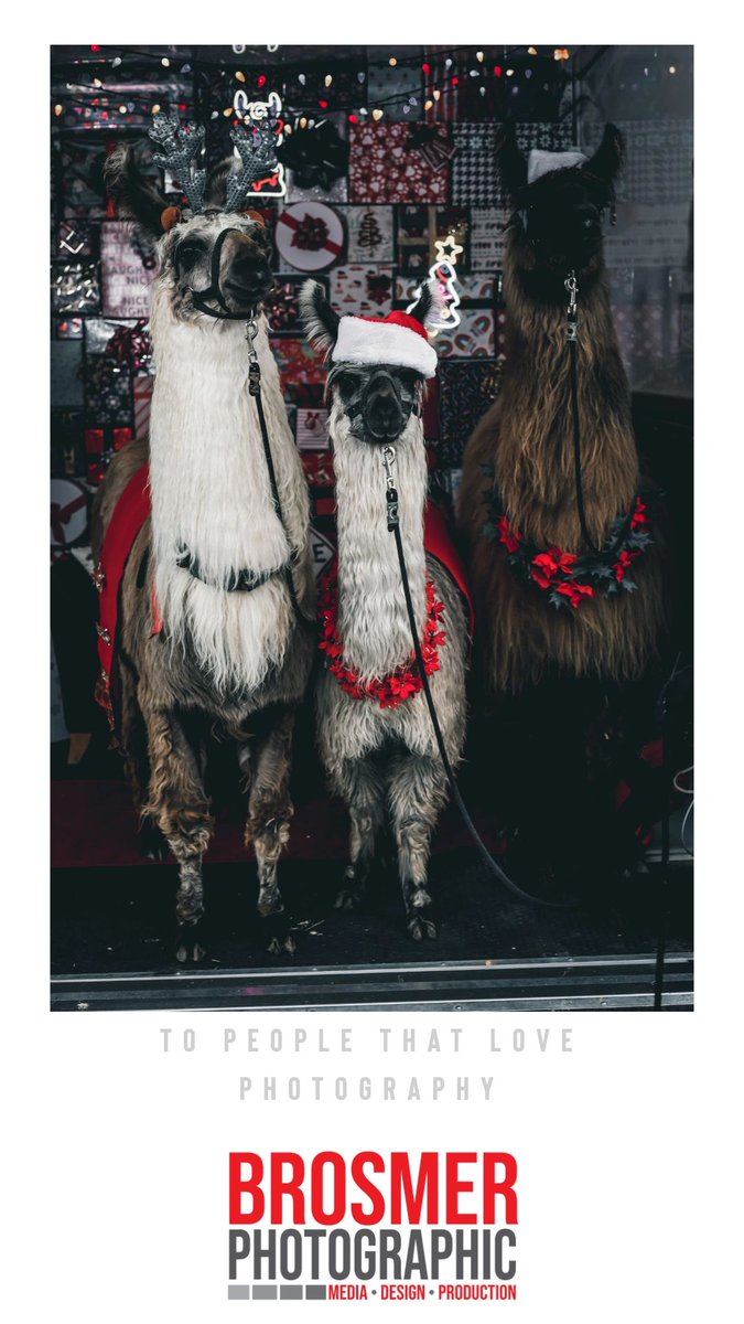 What a wonderful time this weekend at Hamilton Town Center on both Saturday and Sunday. Thanks to the hundreds who came out to help donate to Toys for Tots and hung out with the Hamilton County Llamas and the Reindeer!