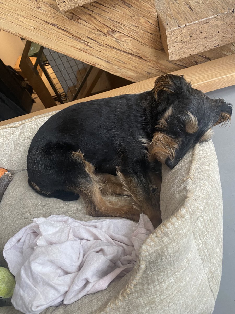 Dudley snoozing today. It’s always cute and I always take too many photos.