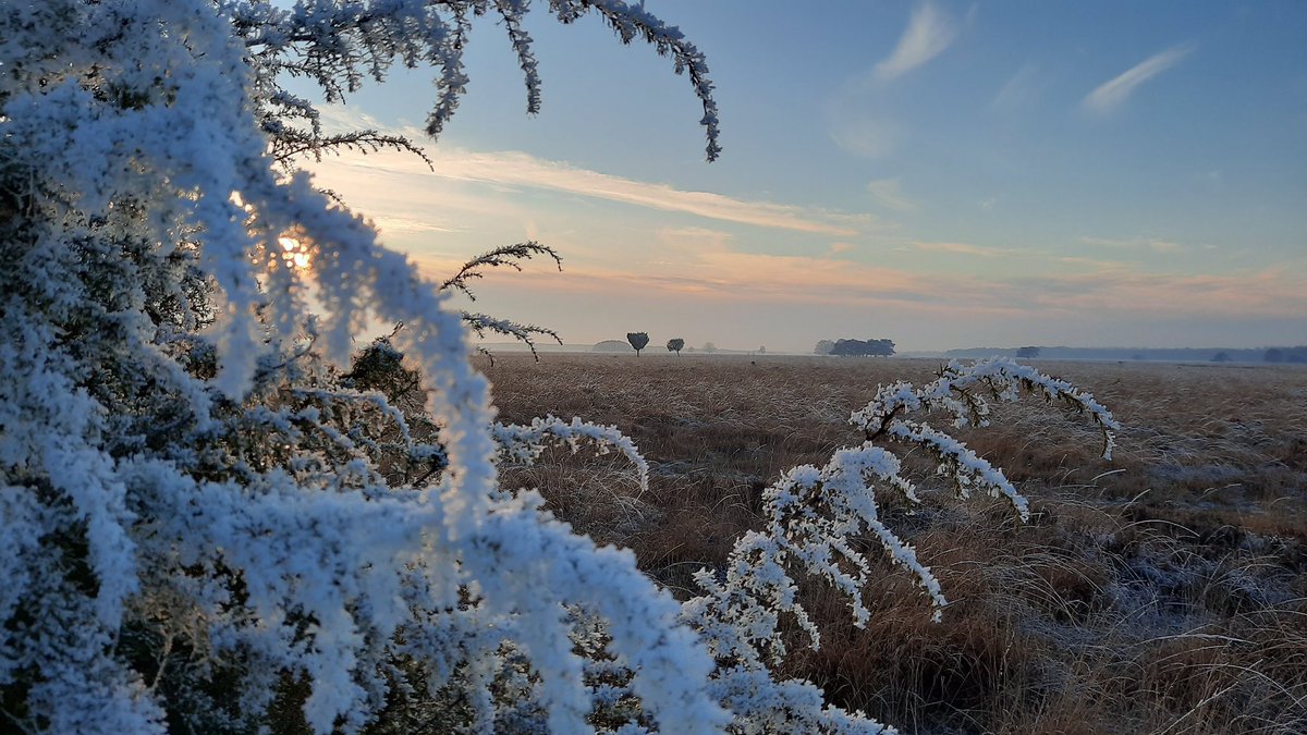 Wandelen #dwingelerderveld #heide
