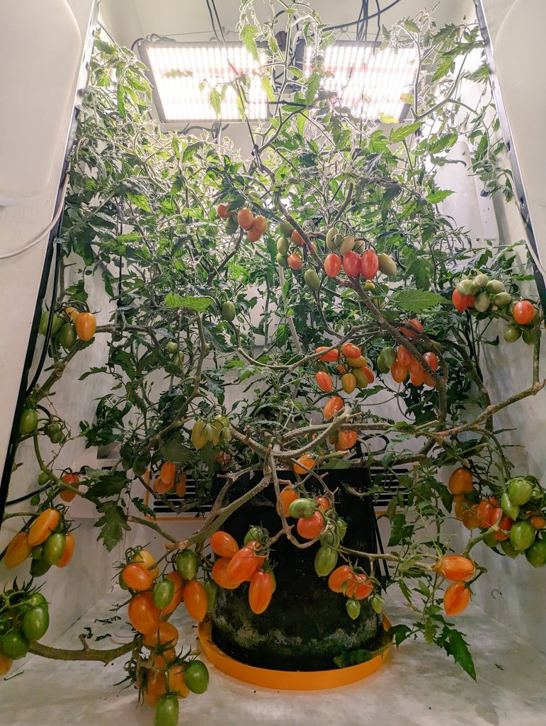 Marcello is 116 days old today! His tomatoes are bursting with juice. 👌🍅

#growyourown #Tomato #allotment #Foodie #houseplants #homedecor