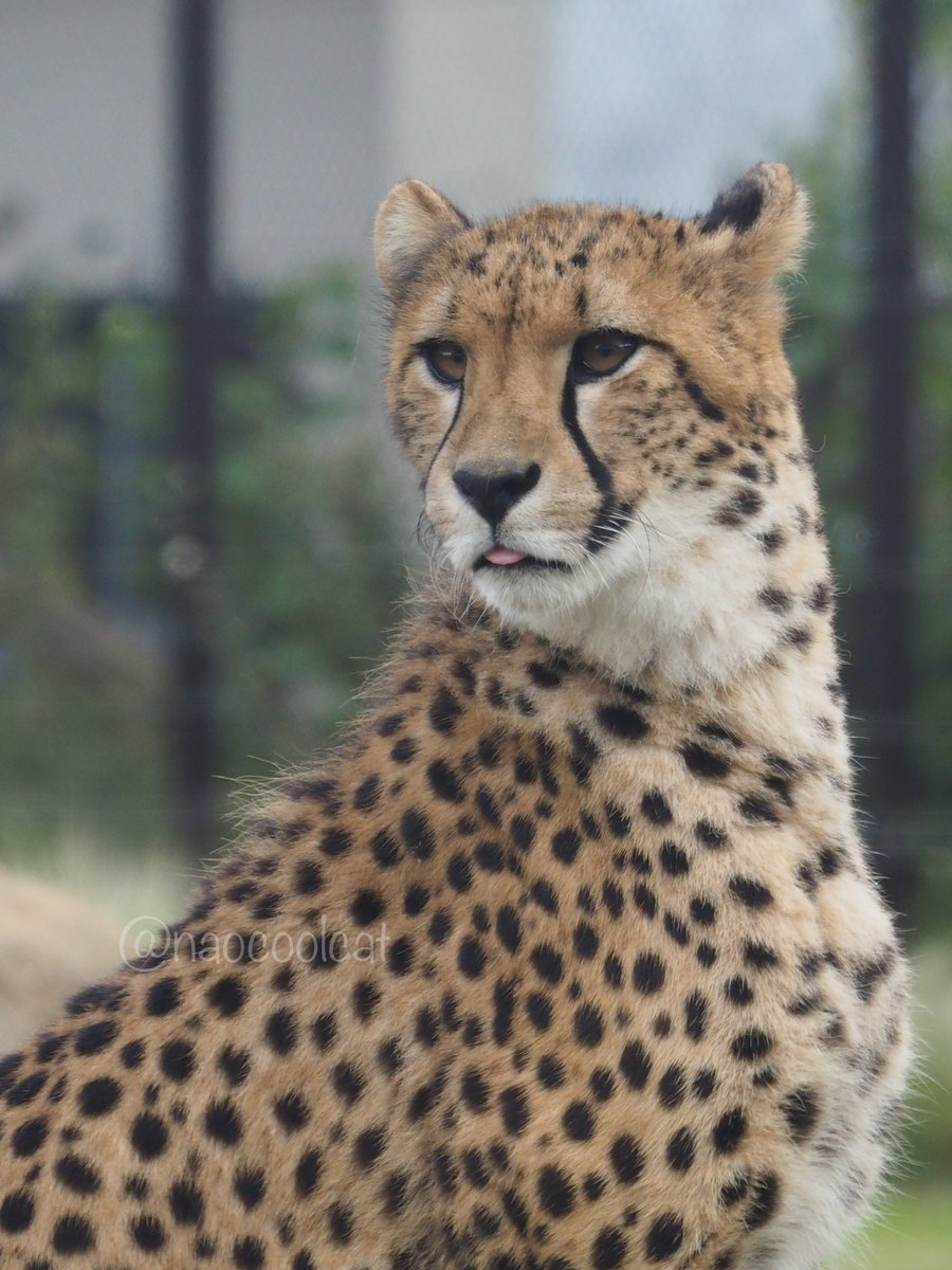 naocoolcat's tweet photo. チャームでおはようございます😊
📷2022.10.15
#千葉市動物公園
#チーター
#チビーター
#チームC
#Cgirls
#チャーム
#チャーム推し https://t.co/4oq6MGrsP1