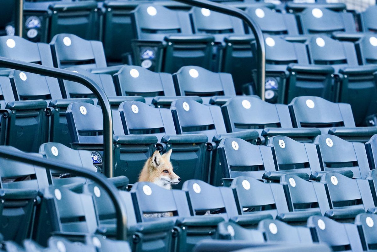GovofCO's tweet photo. Meet the Rockies newest fans! ⚾🧢🦊

Photos from @Rockies https://t.co/FOHzrBTxX9