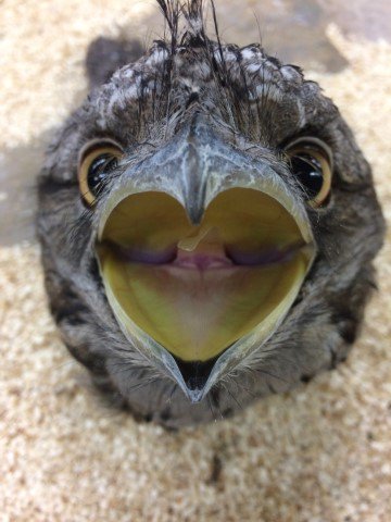 BirdPerHour's tweet photo. #birdbot https://t.co/N3fltyQrr9