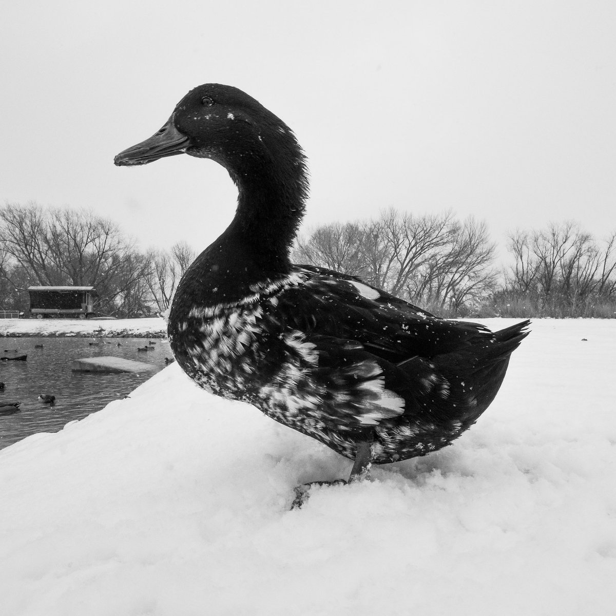 DuckFoodBot's tweet photo. moody days are still good duck days

(retweet to send noms https://t.co/bCx4zPvQWf) https://t.co/zczlayNKLd