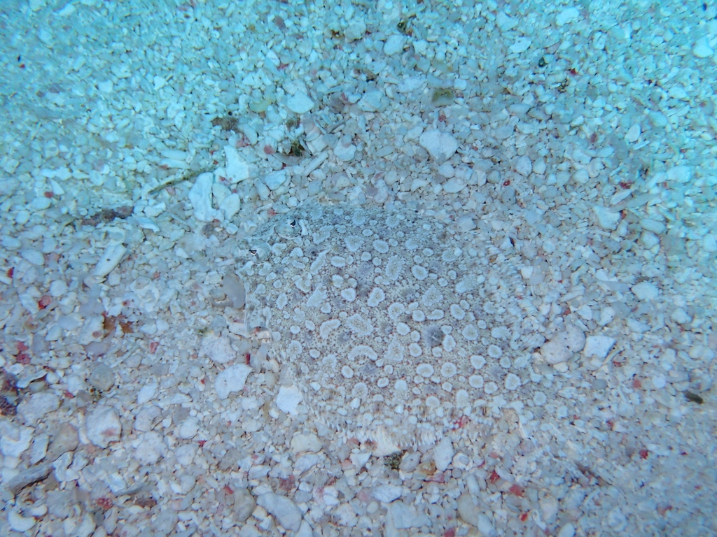 SImarineGEO's tweet photo. Post a 🌎 if you can find the fish!
🔍️🔍️🔍️
📸: @E_Andersonii
#findthefish #ReefLifeSurvey #Belize #scuba https://t.co/HYYHqtwxsS