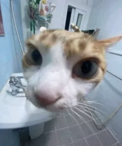 HumDinjer's tweet image. Bbbbird bird bird, the bird is the word 
Well the bird bird bird the bird is the word 
Bird bird bird is the word