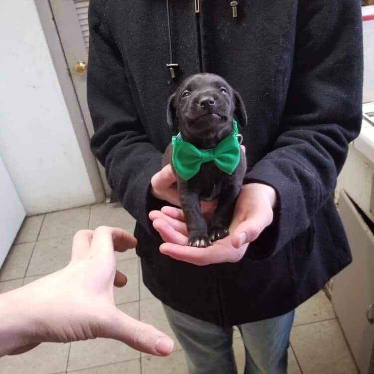 Tweets of Dogs tweet media