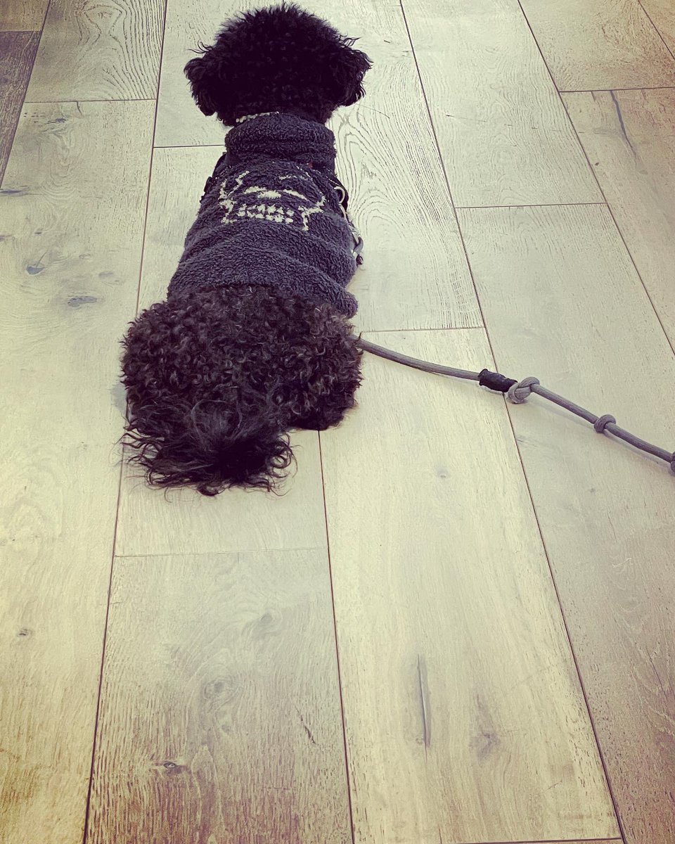 JaxsonHoss's tweet photo. It’s #treattuesday @chestnuthell says everyday is treat day for me! https://t.co/Ev7DNW0Upk