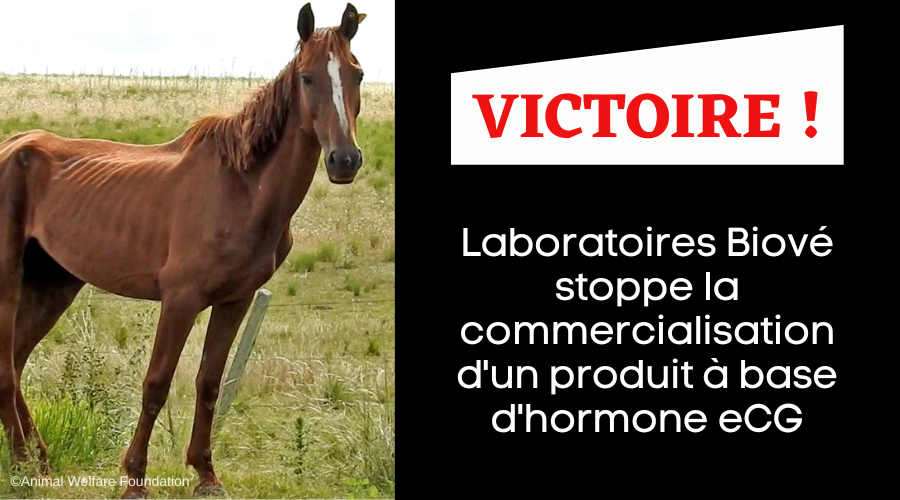 VICTOIRE ! 🎉 À la suite des enquêtes de <a href="/AWF_Germany/">Animal Welfare Foundation e.V.</a> et <a href="/TSB_Zuerich/">Tierschutzbund Zürich</a> que nous avons diffusées sur des fermes à sang en Uruguay et en Argentine, Laboratoires Biové renonce à la commercialisation du produit Fixplan en France.
Plus d'infos 👉welfarm.fr/victoire-labor…