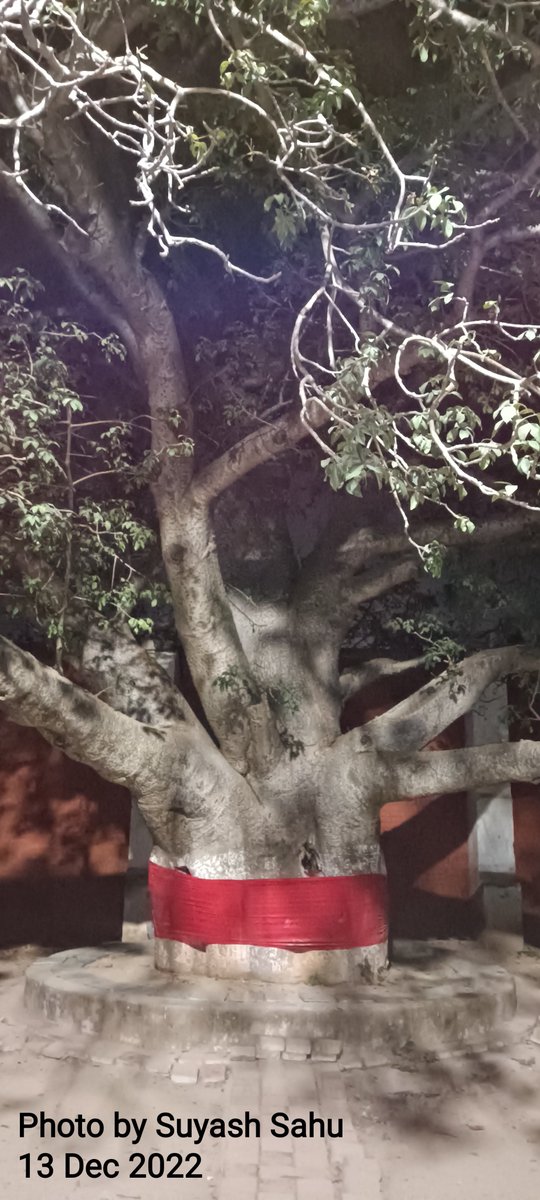 SuyashS5's tweet image. कल्पवृक्ष देवलोक का एक वृक्ष। इसे देवतरु तथा कल्पलता इत्यादि नामों से भी जाना जाता है। पुराणों के अनुसार समुद्रमंथन से प्राप्त 14 रत्नों में कल्पवृक्ष भी था। यह इंद्र को दे दिया गया था और इंद्र ने इसकी स्थापना सुरकानन में कर दी थी।
पद्मपुराण के अनुसार परिजात ही कल्पवृक्ष है।