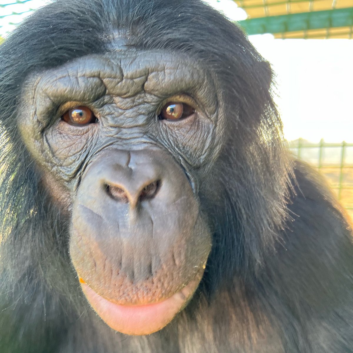 DYK you can now support Teco and his bonobo family through Venmo?! Please consider a donation in any amount 💙🌍 #ApeInitiative #Bonobos