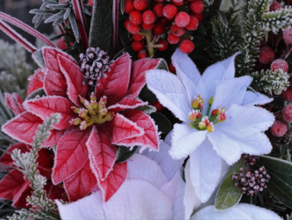 Ade Sellars - The Good Life Gardener (@adesellars) on Twitter photo It might be cold outside, but there's still plenty to do to keep those green fingers warm. To know what gardening jobs to do over the festive month, check out my column with <a href="/mrfothergill/">Mr Fothergills Seeds</a>.
<a href="/GdnMediaGuild/">Garden Media Guild</a> #gardening
blog.mr-fothergills.co.uk/december-garde… It might be cold outside, but there's still plenty to do to keep those green fingers warm. To know what gardening jobs to do over the festive month, check out my column with <a href="/mrfothergill/">Mr Fothergills Seeds</a>.
<a href="/GdnMediaGuild/">Garden Media Guild</a> #gardening
blog.mr-fothergills.co.uk/december-garde…