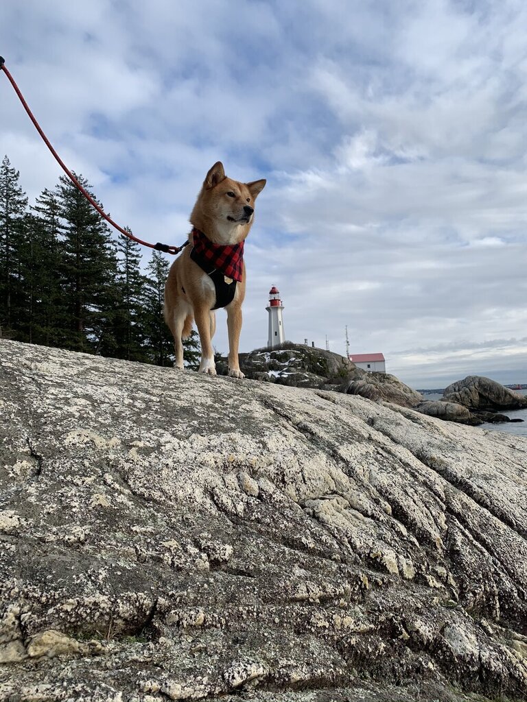 markus_mcgruff's tweet photo. 🌲🐕 Markus’ adventure this week: Lighthouse Park #dogsoftwitter #dogs #pacificnorthwest https://t.co/0en0jx2bRU https://t.co/mhxGqi9A64
