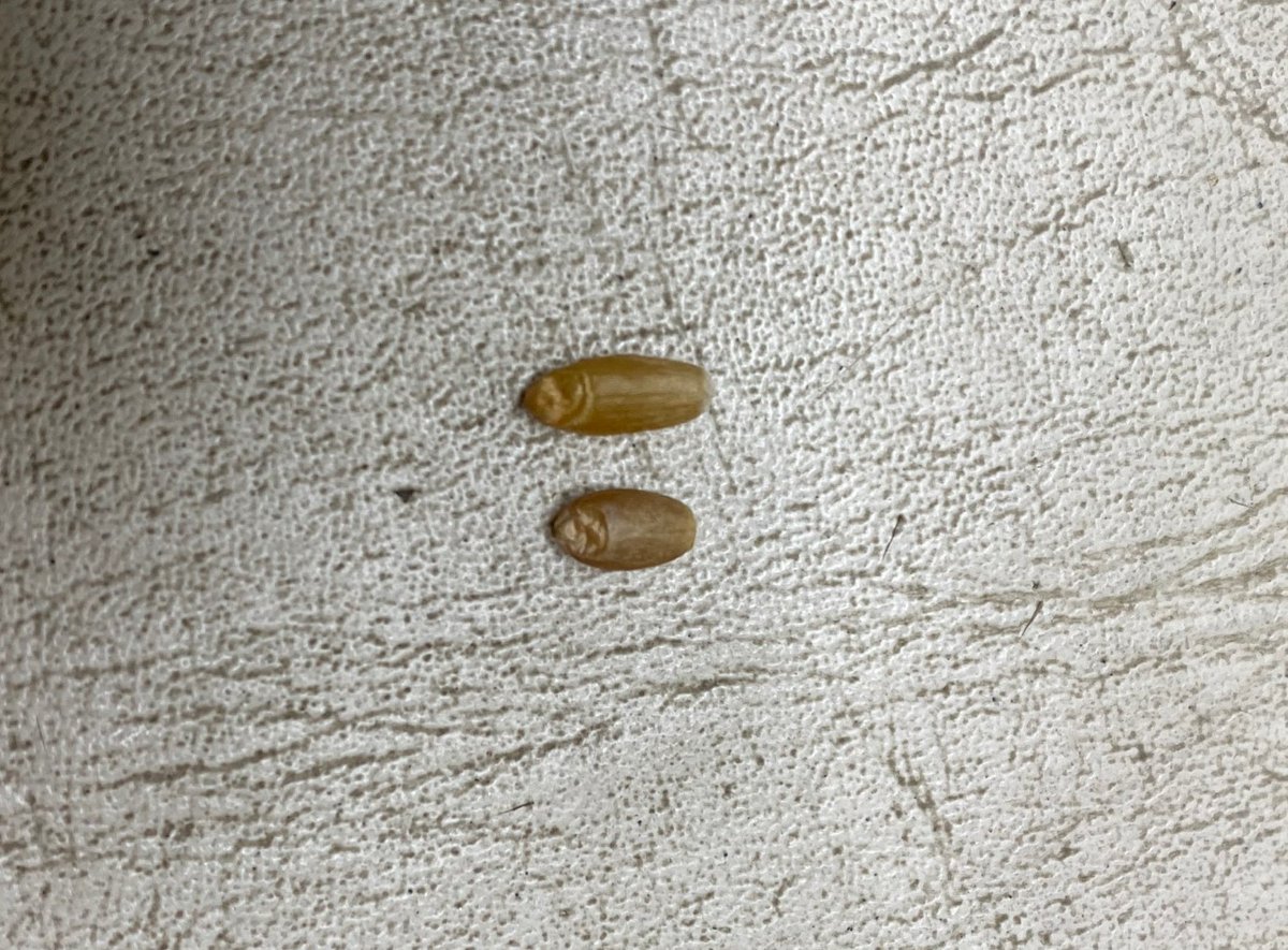 CargillAgCanada's tweet photo. Did you know that durum #wheat is high in protein & gluten, making it ideal for pasta? The main visible differences between #durum and #RedSpringWheat kernels are the colour & shape. Durum is amber and thinner, whereas red spring has a red tint and is shorter. #WestCdnAg https://t.co/wvyoEoM8y3