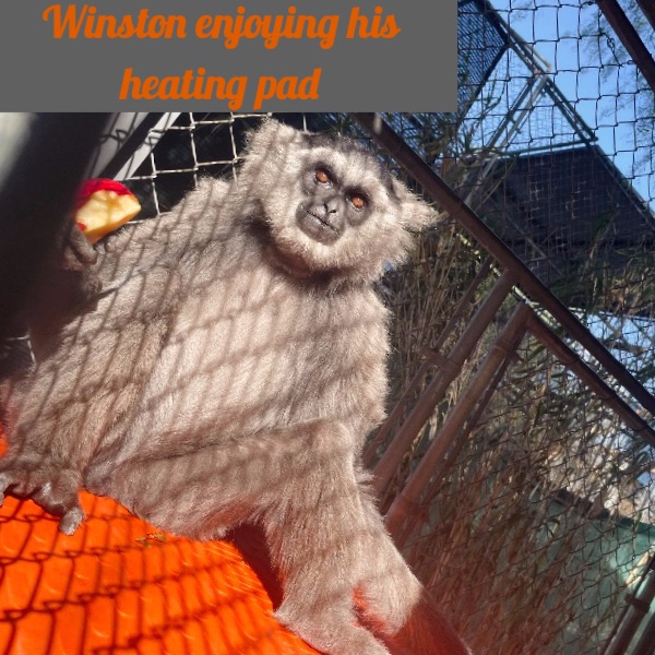 GibbonCenter's tweet photo. 12th Day 🌅 Heating Pad 
12 Days of 🎁 Gifts for Gibbons 
- https://t.co/3nkttzhXNl https://t.co/Jz7bapcQPg