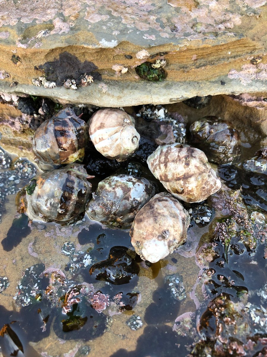 Cabrillo National Monument tweet media