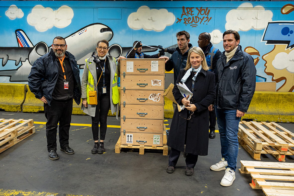 Nos 46 tortues juvéniles, qui ont quitté le Musée océanographique samedi, dans le cadre d’un programme de renforcement des populations locales au Sénégal, sont actuellement en transit à l’aéroport Paris-Charles de Gaulle.