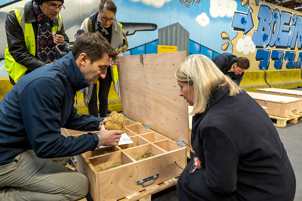 OceanoMonaco's tweet photo. Nos 46 tortues juvéniles, qui ont quitté le Musée océanographique samedi, dans le cadre d’un programme de renforcement des populations locales au Sénégal, sont actuellement en transit à l’aéroport Paris-Charles de Gaulle. https://t.co/8gESN4y8zG