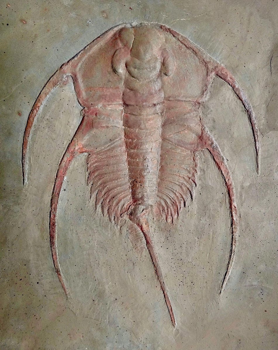AMNH's tweet photo. Welcome to Trilobite Tuesday! Some 521 million years ago, soon after they emerged in the Cambrian Period, trilobites reached the peak of their diversity with thousands of distinct species filling the seas—including this 4-inch-long Bristolia from California! https://t.co/G3xFn6bw3P