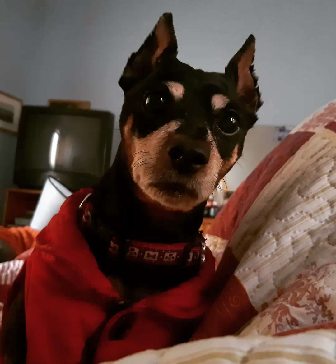 MorLau7's tweet photo. Mi Poly no quiso amanecer conmigo...la cama estaba vacía, para mí solita. Mi bodoquito ya no está para despertarme 😞 https://t.co/SRW70DfRUQ