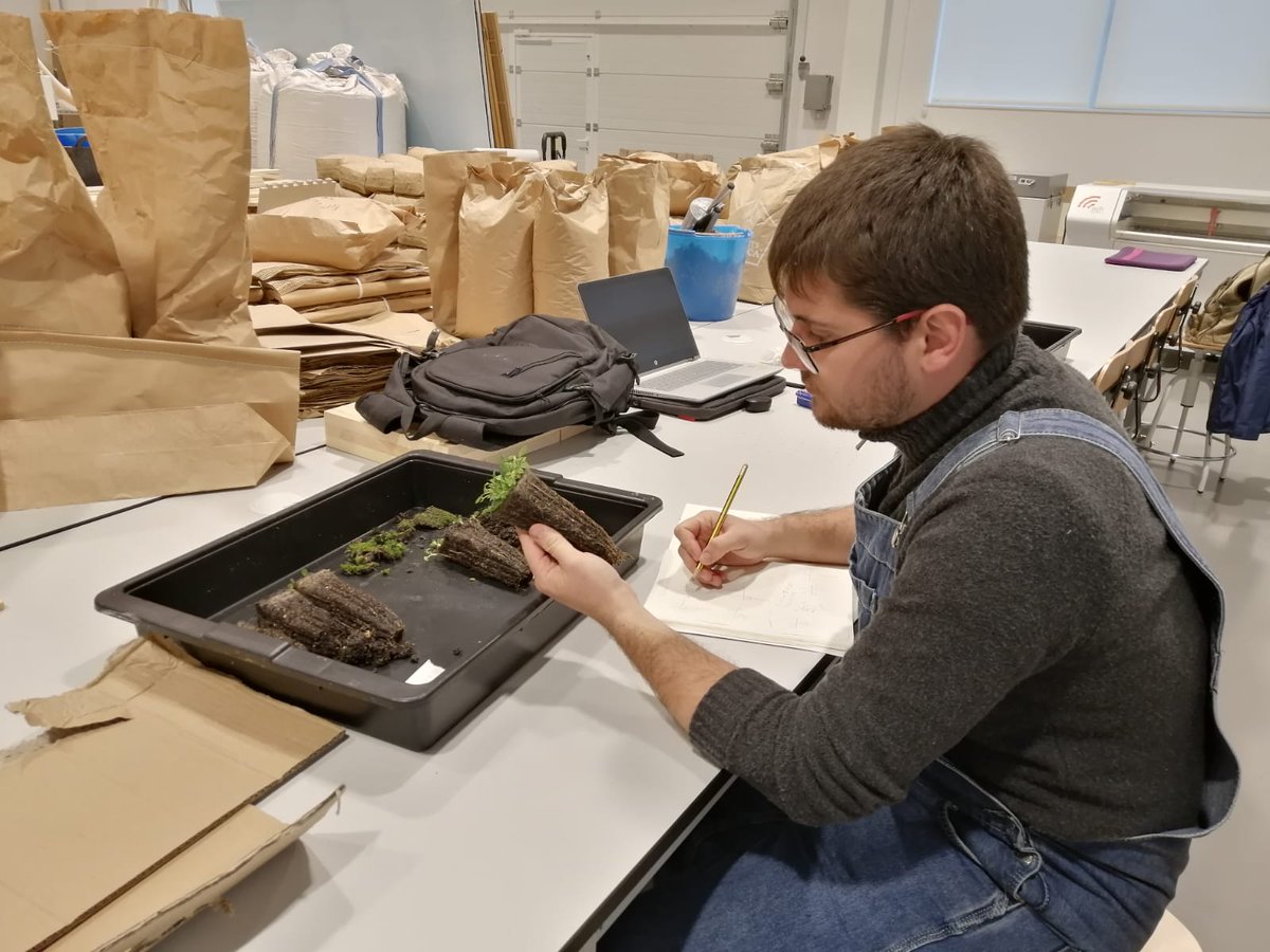 UFIL_Cuenca's tweet photo. En el laboratorio de #UFIL seguimos trabajando en el impulso de la #Bioeconomía #Forestal en Cuenca.
Juan Carlos y Arturo Mateo de Fungiverso están estudiando el sistema radicular del cardo corredor (Eryngium campestre), investigación vinculada al cultivo de seta de cardo.
🌿🍄🌱 https://t.co/LC8tT6E7UT
