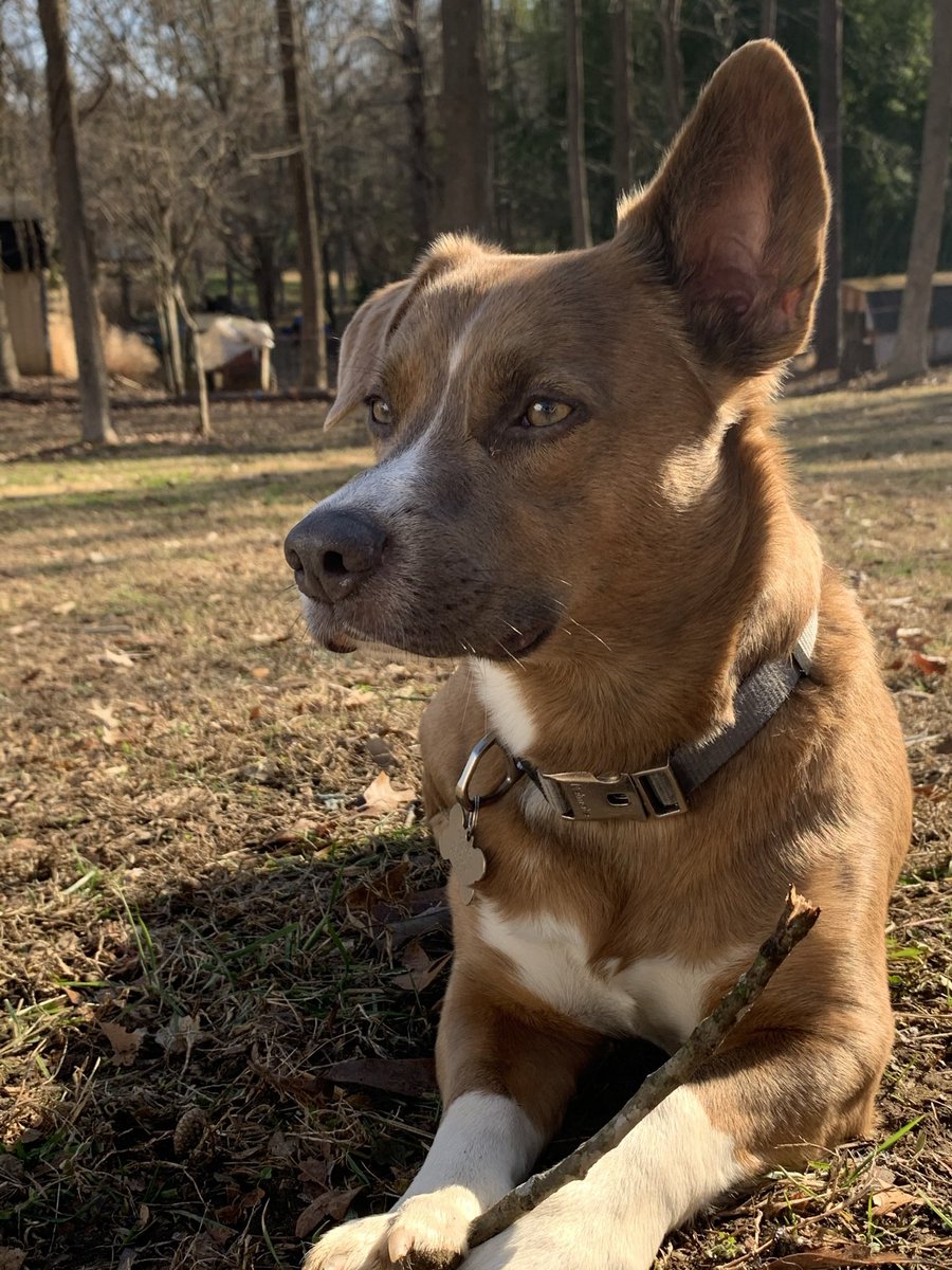 AlyssaHensh's tweet photo. @AdLancianese Sometimes I spend hours googling variations of “dog rescue Puerto Rico Howard county MD” to see if there’s any info out there about my pup’s past life and I found this old tweet, so hello! This is Stark, adopted from Howard County in July 2018! Maybe our dogs were travel buds https://t.co/psxYi66gua
