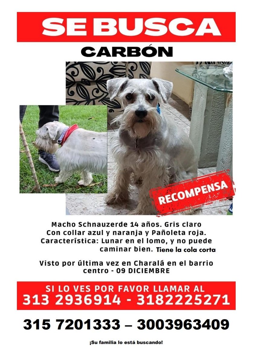 danielanino_93's tweet photo. Es mi perrito! Se perdió en Charalá - Santander. Si alguien tiene información o lo ha visto por favor avisar. 
Lo estamos esperando en casa! https://t.co/7NcToiwKWN