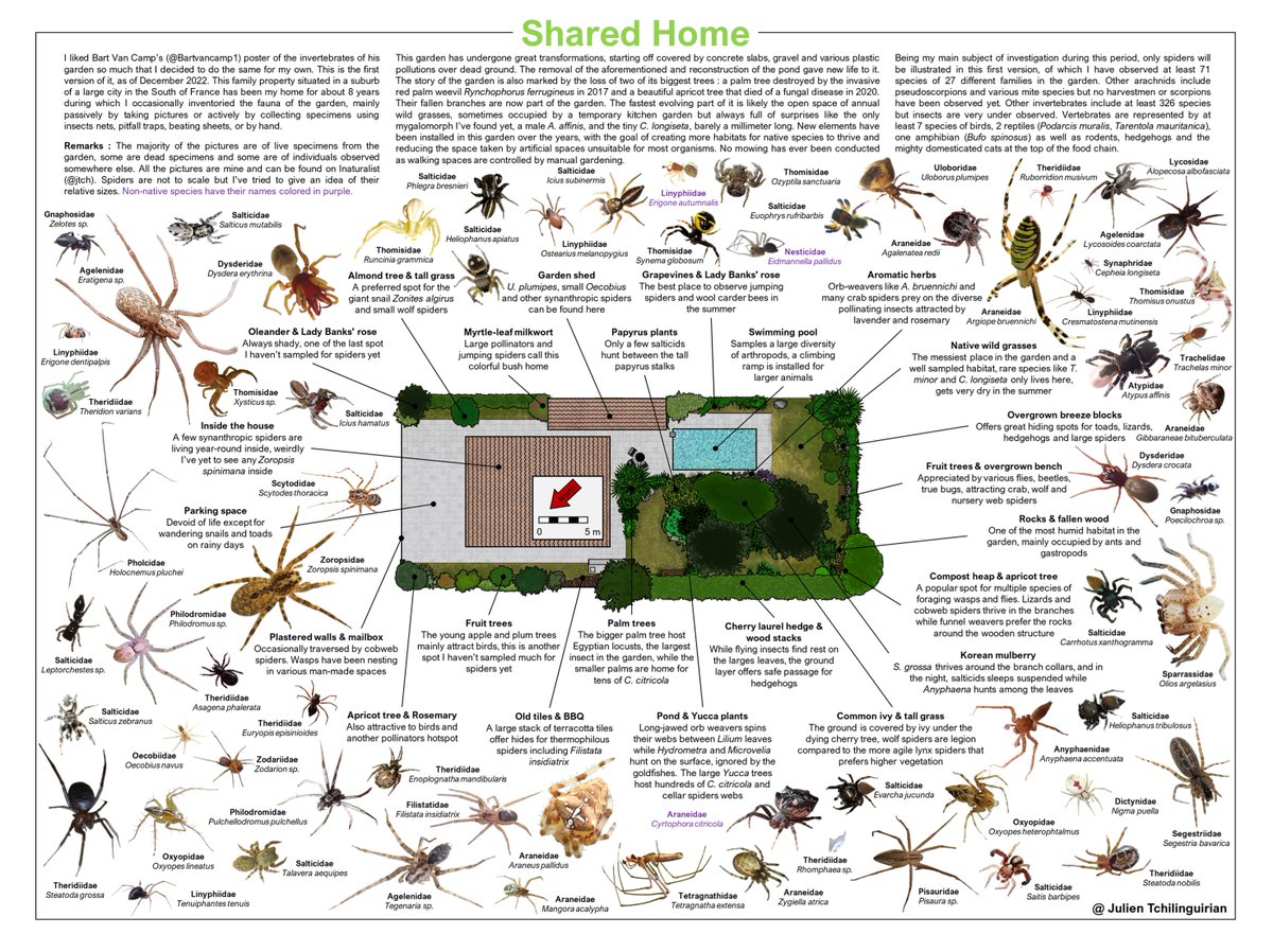 Done ! For what is likely one of my last tweets, I’m finally able to share with you all my infographic on the spiders species I’ve encountered in my garden over the years. 1/5
