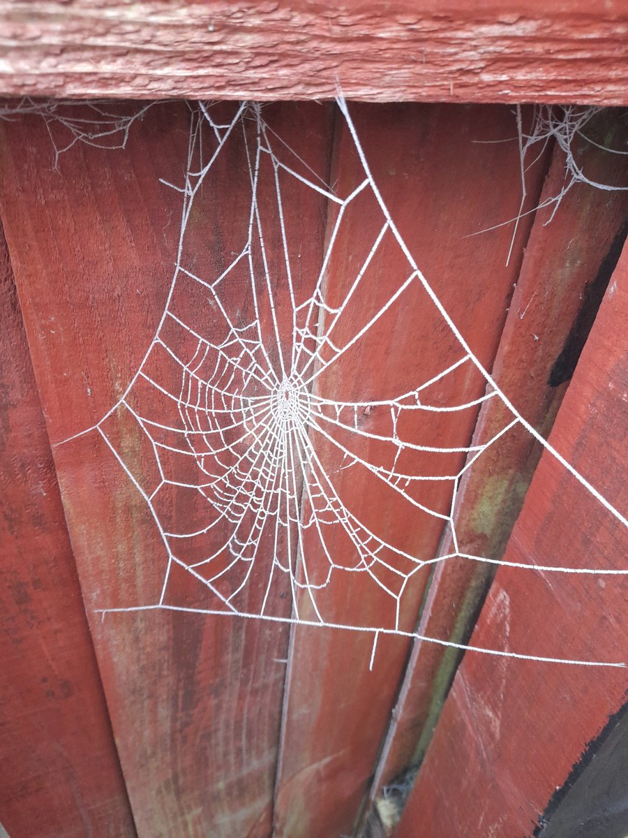 KevinSeisay's tweet photo. Oh what frosty webs we leave when jack frost comes to deeply freeze.. https://t.co/8GS05uUzkh