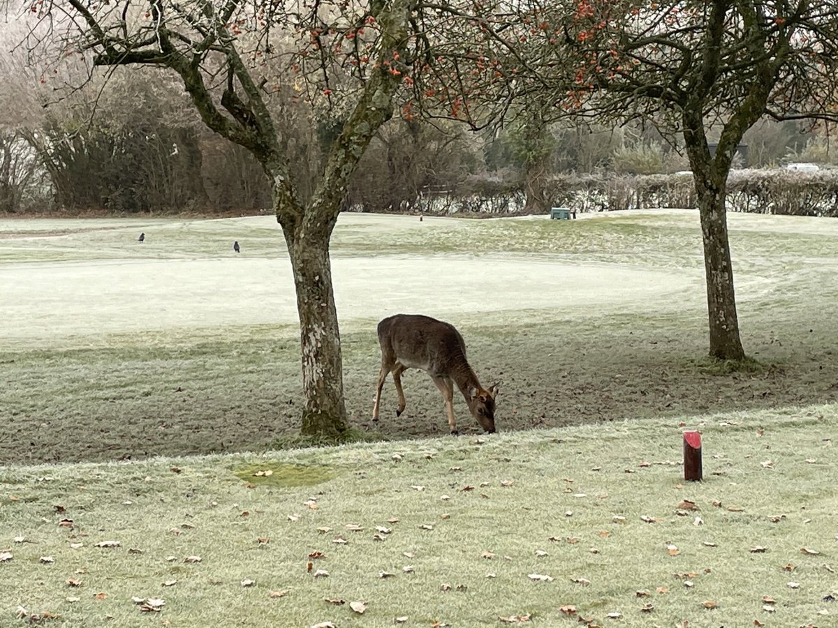 <a href="/bramshawgc/">Bramshaw Golf Club</a> Don’t mind me ……