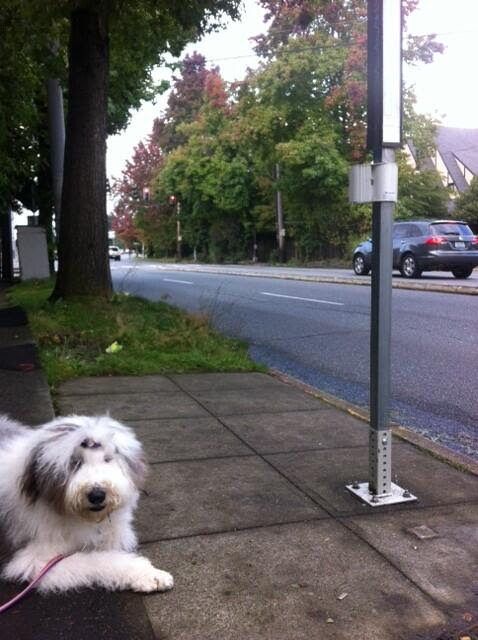 PoppyRides tweet picture