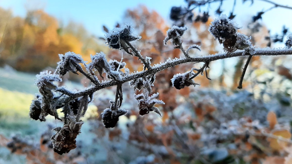 inja5248's tweet photo. ❄️winterse sfeerplaatjes uit de #Doort #MiddenLimburg💚

@staatsbosbeheer @FloraNederland @Roots_NL  @NatureTodayNL https://t.co/O42872v36c