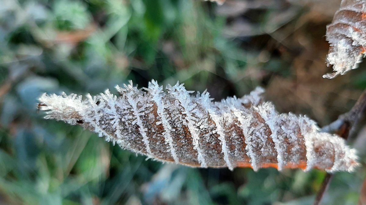 inja5248's tweet photo. ❄️winterse sfeerplaatjes uit de #Doort #MiddenLimburg💚

@staatsbosbeheer @FloraNederland @Roots_NL  @NatureTodayNL https://t.co/O42872v36c