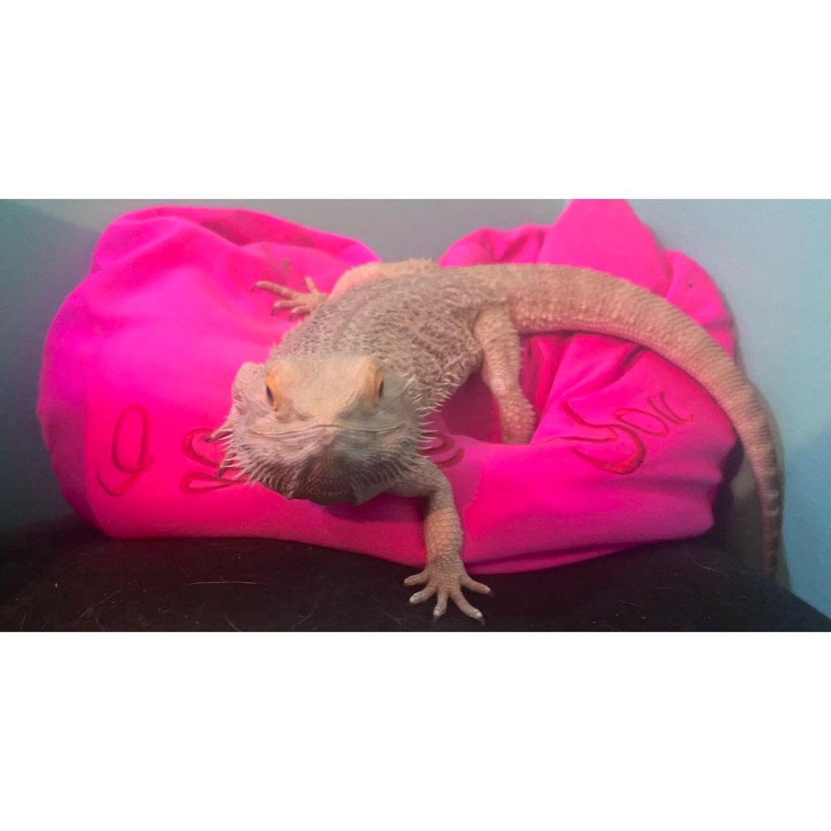 GuinnKalli's tweet photo. y'all been sleeping on my photography skills #kittypie #beardie #beardeddragon #bearded #dragon #reptile #lizard #leapinglizard #lizardsoftwitter #sassy https://t.co/4kUU18hlZJ