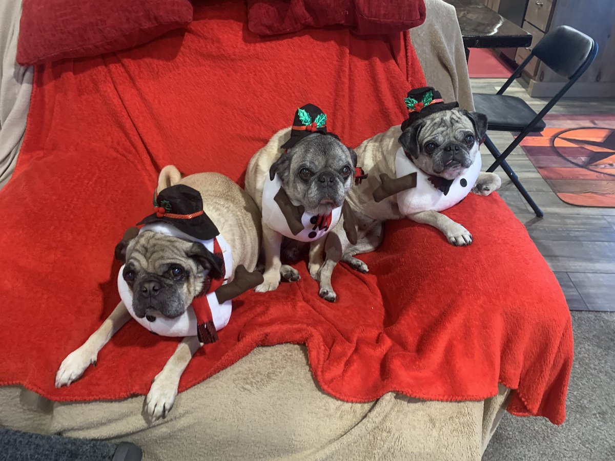 scheanit's tweet image. So there we were… Sitting on the couch waiting for Momma Snugs…. Then ALL HELL broke loose!!🤬🤬🤬