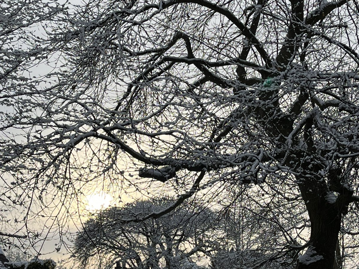 Koen_van_Velsen's tweet photo. Early morning sun piercing through the clouds and trees https://t.co/zQuW7xDoTy