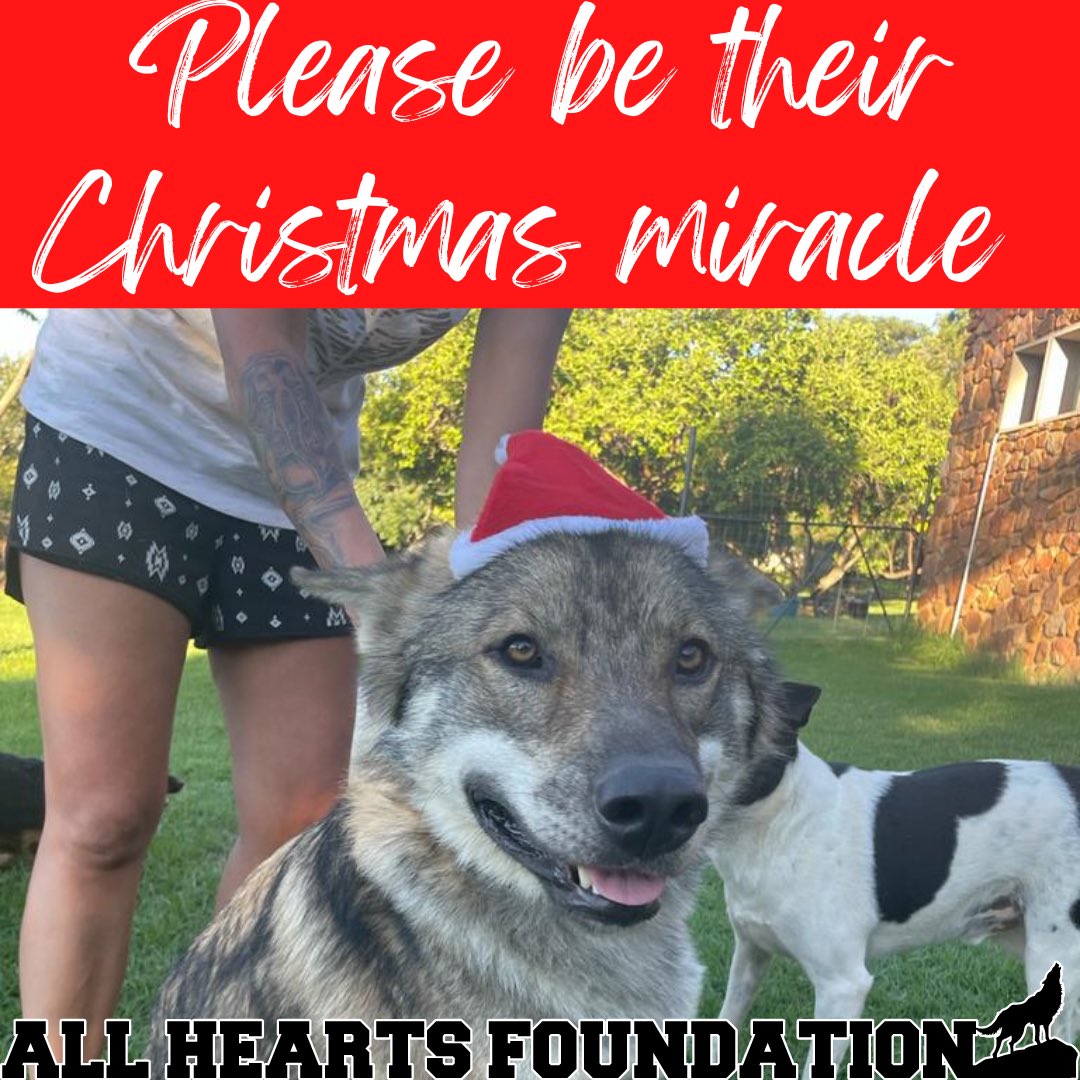 AllHeartsFound1's tweet photo. #christmas #wish #savetheirhome https://t.co/rVYldPLXDc