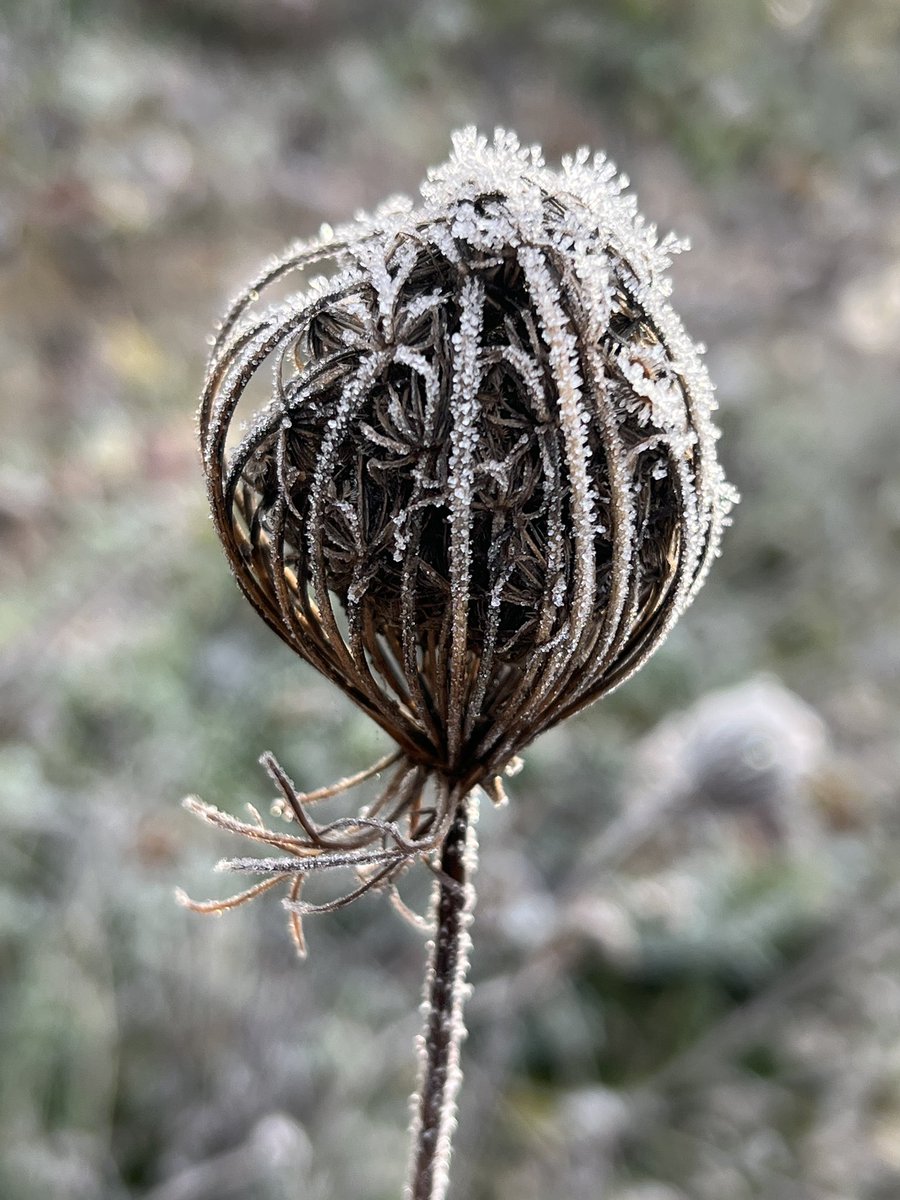 CarminaStudio's tweet photo. Beautiful frosty day in the garden #NaturePhotography #frosty #ice #Winter #cold #garden #untouchedphoto #naturalbeauty https://t.co/64oHiDNhPT